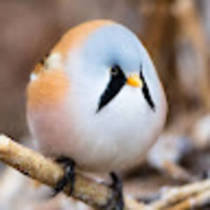 Meet your Posher, Avery